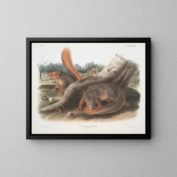 Eichhörnchen in Originalgröße - John Woodhouse Audubon — gerahmtes Bild an der Wand