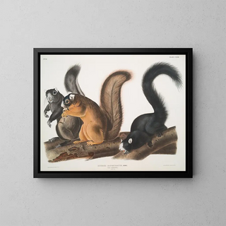 John Woodhouse Audubon - Sciurus capistratus Fox Squirrel Natural size.webp
