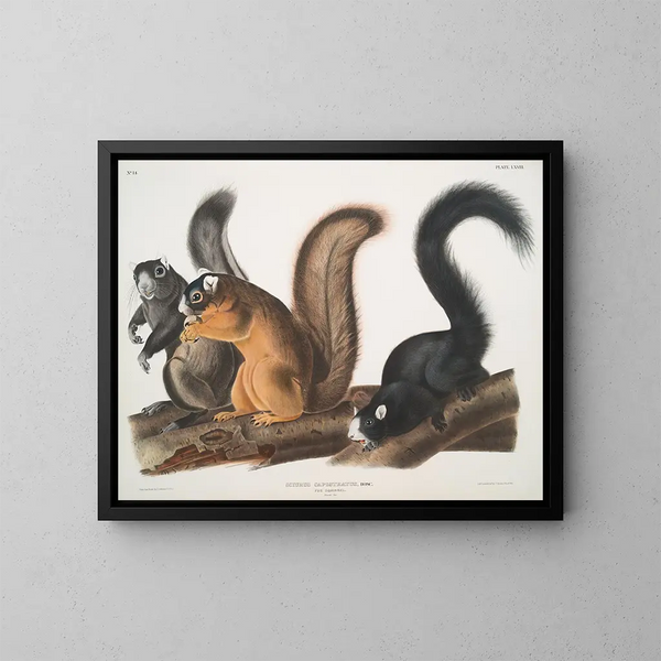 Foxes in natural size - John Woodhouse Audubon — gerahmtes Bild an der Wand