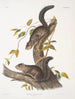 Sciurus colliaei Collie Écureuil Taille naturelle - John Woodhouse Audubon — Ansicht des Kunstwerks