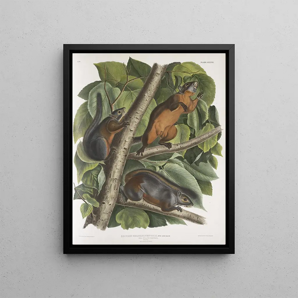 John Woodhouse Audubon - Sciurus feruginiventris Redbellied Squirrel Natural size Male female and young.webp