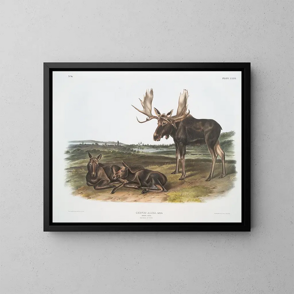 Serviteur des élans - John Woodhouse Audubon — gerahmtes Bild an der Wand