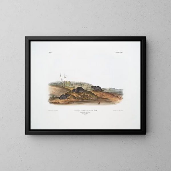 Sorex carolinensis, Karolinermusarauge, Männchen und Weibchen, natürliche Größe - John Woodhouse Audubon — gerahmtes Bild an der Wand