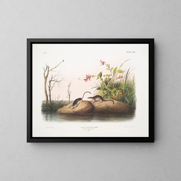 Sorex palustris, amerikanische Sumpfmusaraune, naturgetreu - John Woodhouse Audubon — gerahmtes Bild an der Wand