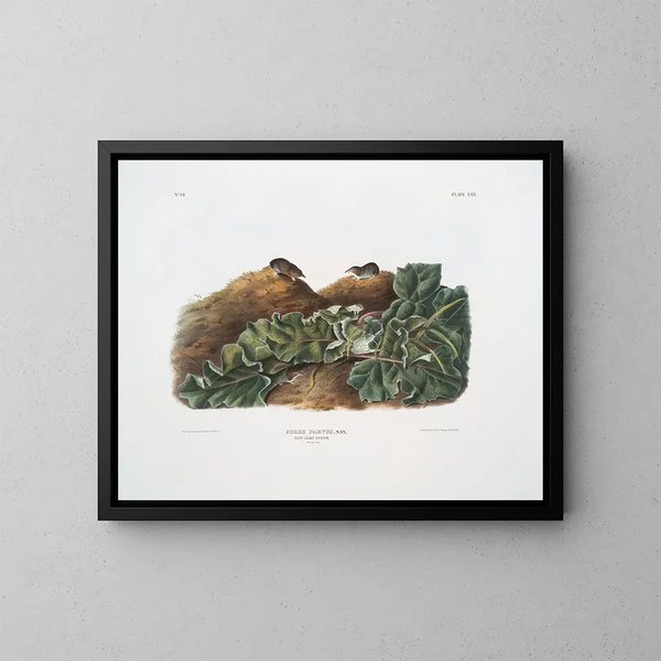 Sorex parvus, die ostmusaraige, naturgetreu - John Woodhouse Audubon — gerahmtes Bild an der Wand