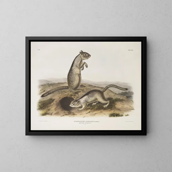 Spermophile de Douglas à taille naturelle - John Woodhouse Audubon — gerahmtes Bild an der Wand