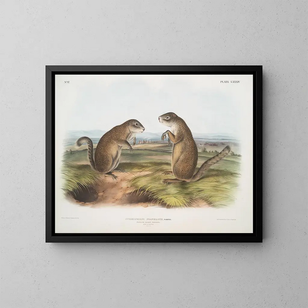 Marmotte de Franklin mâle et femelle à taille naturelle - John Woodhouse Audubon — gerahmtes Bild an der Wand