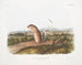 Spermophile mexicain, écureuil marmotte mâle, taille naturelle - John Woodhouse Audubon — Ansicht des Kunstwerks