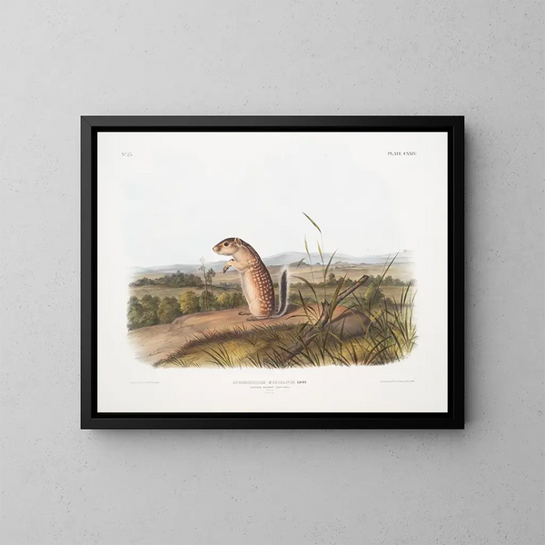 Spermophile mexicain, écureuil marmotte mâle, taille naturelle - John Woodhouse Audubon — gerahmtes Bild an der Wand