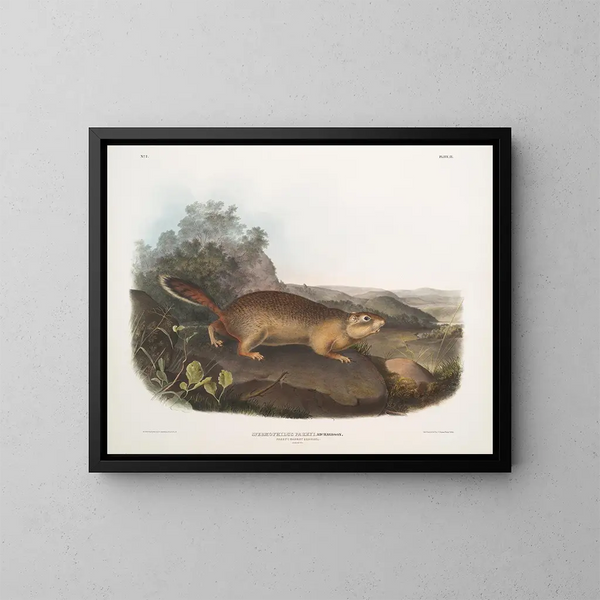 Spermophile de Parry in Originalgröße - John Woodhouse Audubon — gerahmtes Bild an der Wand
