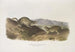 Spermophilus Richardsonii, Richardson-Spermophil, in Originalgröße - John Woodhouse Audubon — Ansicht des Kunstwerks