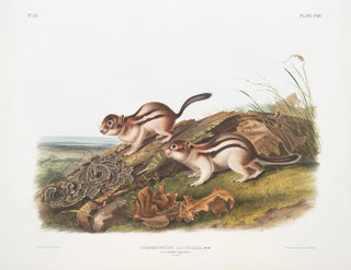 John Woodhouse Audubon - Spermophilus lateralis Says Marmot Squirrel Natural size.webp