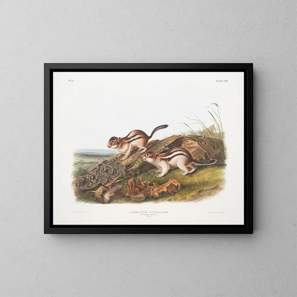Spermophile seitlich in Originalgröße - John Woodhouse Audubon — gerahmtes Bild an der Wand