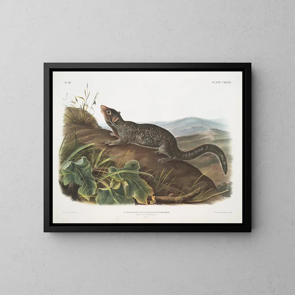 Großes Männliches Eichhörnchen mit großem Schwanz - John Woodhouse Audubon — gerahmtes Bild an der Wand