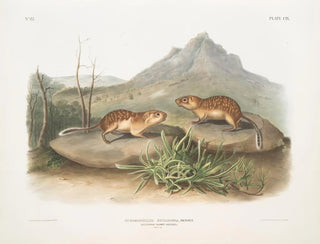 John Woodhouse Audubon - Spermophilus spilosoma California Marmot Squirrel Natural size.webp