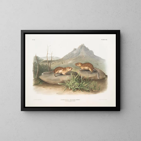 Spermophile tacheté, écureuil marmotte de Californie, taille naturelle - John Woodhouse Audubon — gerahmtes Bild an der Wand