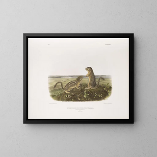 John Woodhouse Audubon - Spermophilus tridecemlineatus Leopard Spermophile Natural size Male and female.webp