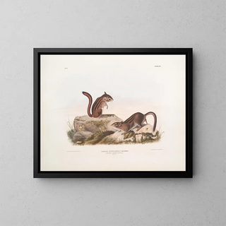 John Woodhouse Audubon - Tamias Townsendii Townsends Ground Squirrel Natural size.webp