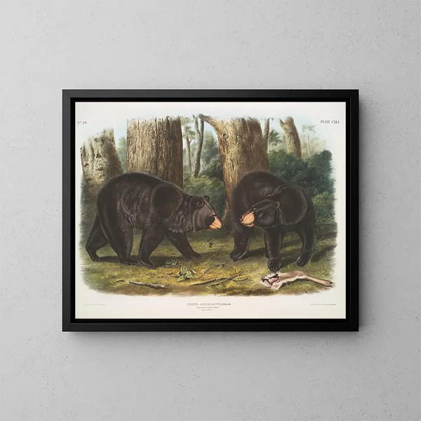 Bär schwarz amerikanisch männlich und weiblich - John Woodhouse Audubon — gerahmtes Bild an der Wand