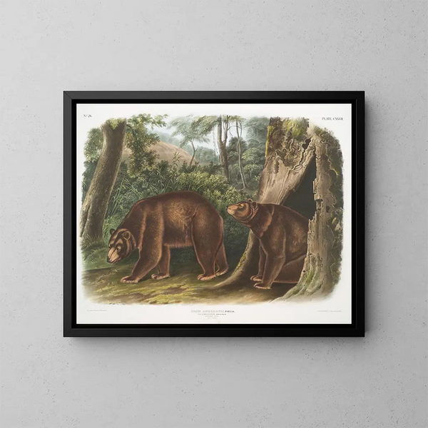 Amerikanischer Schwarzbär, Zimtvariante, Männchen und Weibchen - John Woodhouse Audubon — gerahmtes Bild an der Wand