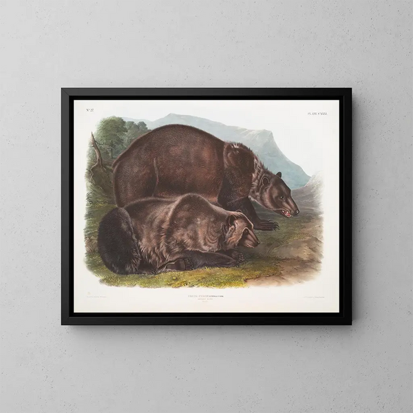 Bär Grizzly männlich - John Woodhouse Audubon — gerahmtes Bild an der Wand