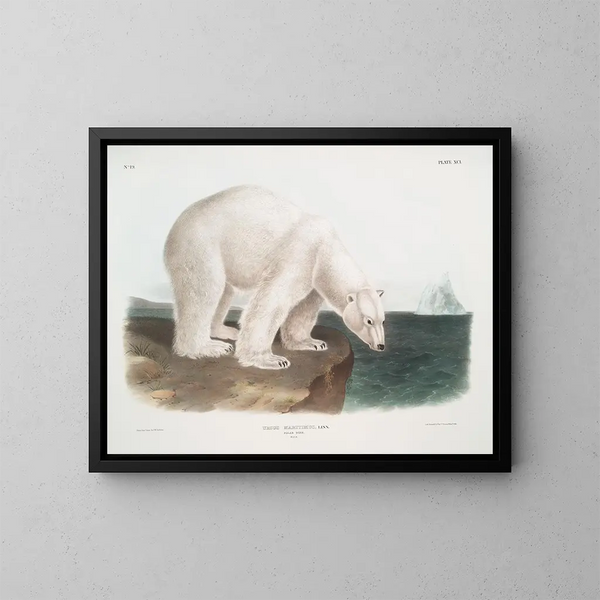 Bär männlich - John Woodhouse Audubon — gerahmtes Bild an der Wand