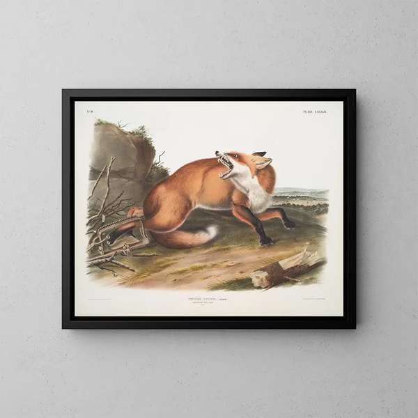 Renard roux américain mâle - John Woodhouse Audubon — gerahmtes Bild an der Wand