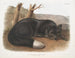 Renard noir ou argent américain - John Woodhouse Audubon — Ansicht des Kunstwerks