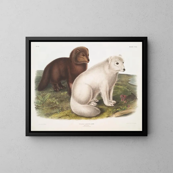 Renard arctique en hiver et en été - John Woodhouse Audubon — gerahmtes Bild an der Wand