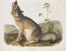 Renard rapide taille naturelle mâle - John Woodhouse Audubon — Ansicht des Kunstwerks