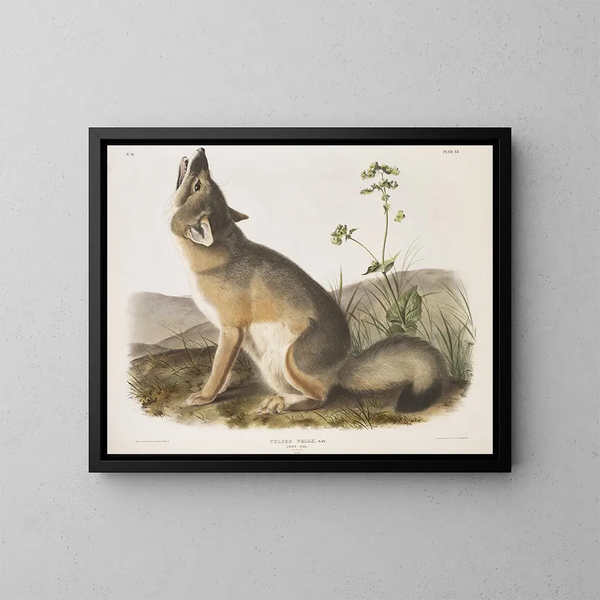 Renard rapide taille naturelle mâle - John Woodhouse Audubon — gerahmtes Bild an der Wand