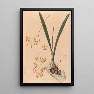 Joo Barbosa Rodrigues - Iconographie des orchidees du Bresil Pl11.webp
