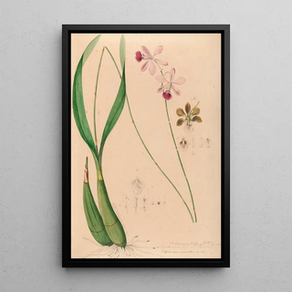 Joo Barbosa Rodrigues - Iconographie des orchidees du Bresil Pl13.webp