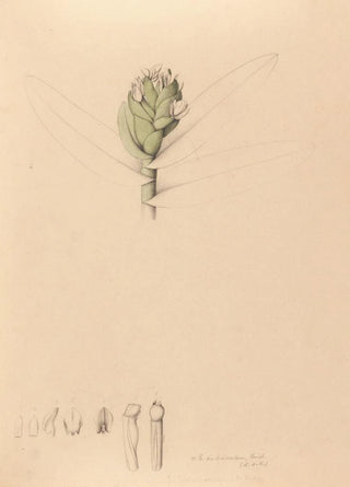 Joo Barbosa Rodrigues - Iconographie des orchidees du Bresil Pl42.webp