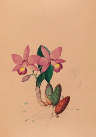 Joo Barbosa Rodrigues - Iconographie des orchidees du Bresil Pl45.webp