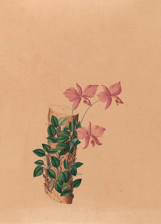 Joo Barbosa Rodrigues - Iconographie des orchidees du Bresil Pl54.webp