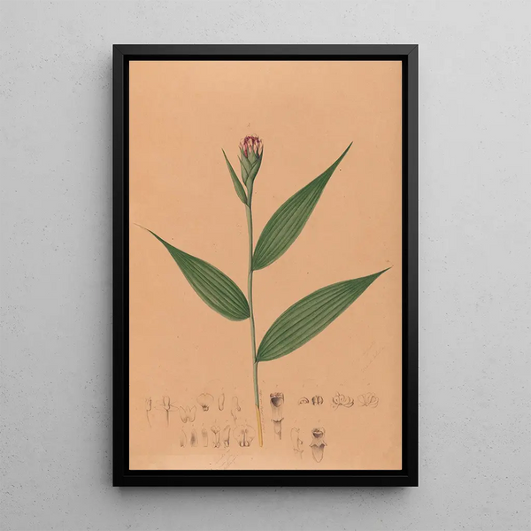 Joo Barbosa Rodrigues - Iconographie des orchidees du Bresil Pl57.webp
