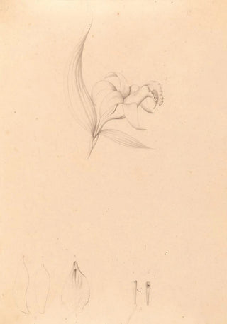Joo Barbosa Rodrigues - Iconographie des orchidees du Bresil Pl60.webp