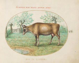 Joris Hoefnagel - A Cow.webp