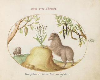 Joris Hoefnagel - A FatTailed Sheep a Sheep with a Long Tail a Cassia purgatrixand Other Plants.webp