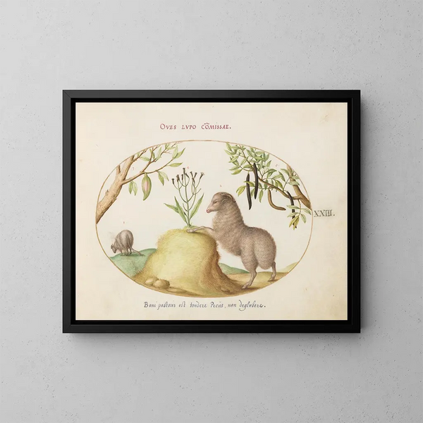 Ein dickschwänziges Schaf, ein langschwänziges Schaf, eine Cassia Purgatrix und andere Pflanzen - Joris Hoefnagel — gerahmtes Bild an der Wand