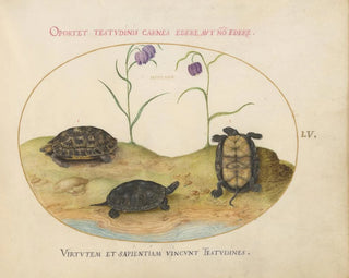 Joris Hoefnagel - A Hermanns or Greek Tortoise Two European Pond Turtles and Two Fritillaria.webp