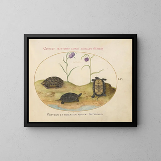 Joris Hoefnagel - A Hermanns or Greek Tortoise Two European Pond Turtles and Two Fritillaria.webp