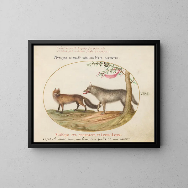 Ein roter Fuchs und ein Wolf - Joris Hoefnagel — gerahmtes Bild an der Wand
