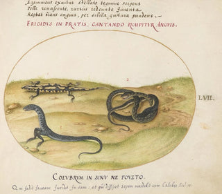 Joris Hoefnagel - A Snake a Fire Salamander and a Snakelike Creature with Two Legs.webp