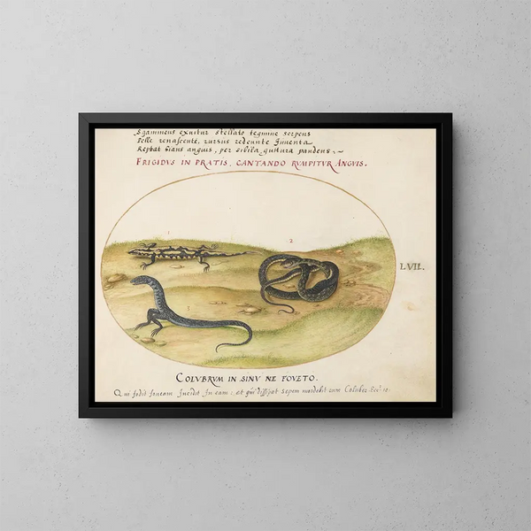 eines Schlangen, eines Feuersalamanders und einer zweibeinigen schlangenähnlichen Kreatur - Joris Hoefnagel — gerahmtes Bild an der Wand