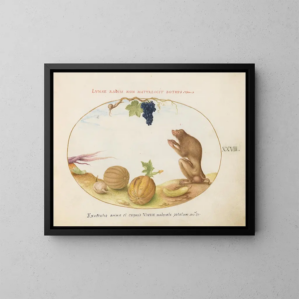 eines Barbarie-Affen Tartarin mit einer Frucht und einer Schnecke - Joris Hoefnagel — gerahmtes Bild an der Wand