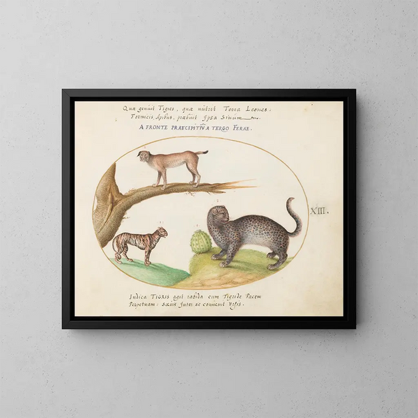 Ein Tiger, ein Luchs und ein Jaguar - Joris Hoefnagel — gerahmtes Bild an der Wand