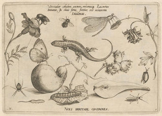 Joris Hoefnagel - Archetypa studiaque patris Georgii Hoefnagelii Pl03.webp