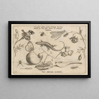 Joris Hoefnagel - Archetypa studiaque patris Georgii Hoefnagelii Pl03.webp